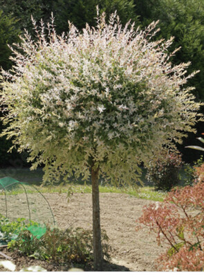 Japanese Flamingo Willow Medium ,a neat small garden tree ,lollipop shape . Foliage is a mix of ,shrimp pink ,cream and green.Pot grown trees approx ♦️