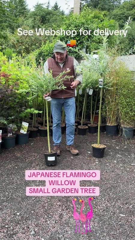 Japanese Flamingo Willow Medium ,a neat small garden tree ,lollipop shape . Foliage is a mix of ,shrimp pink ,cream and green.Pot grown trees approx 2 Mt ♦️