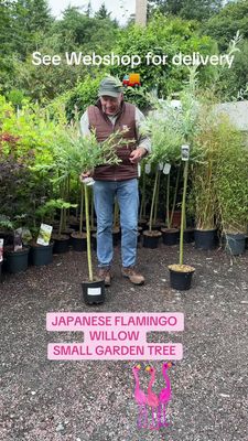 Japanese Flamingo Willow Medium ,a neat small garden tree ,lollipop shape . Foliage is a mix of ,shrimp pink ,cream and green.Pot grown trees approx 2 Mt ♦️
