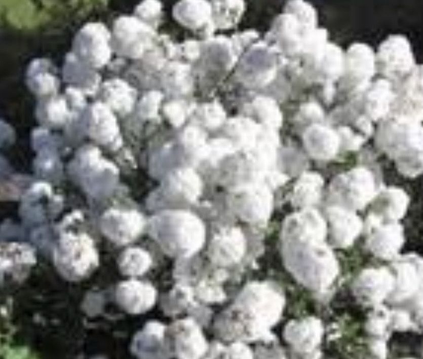 Viburnum 'Eskimo' ( Small Tree smothered in large white flowers in spring/early summer
