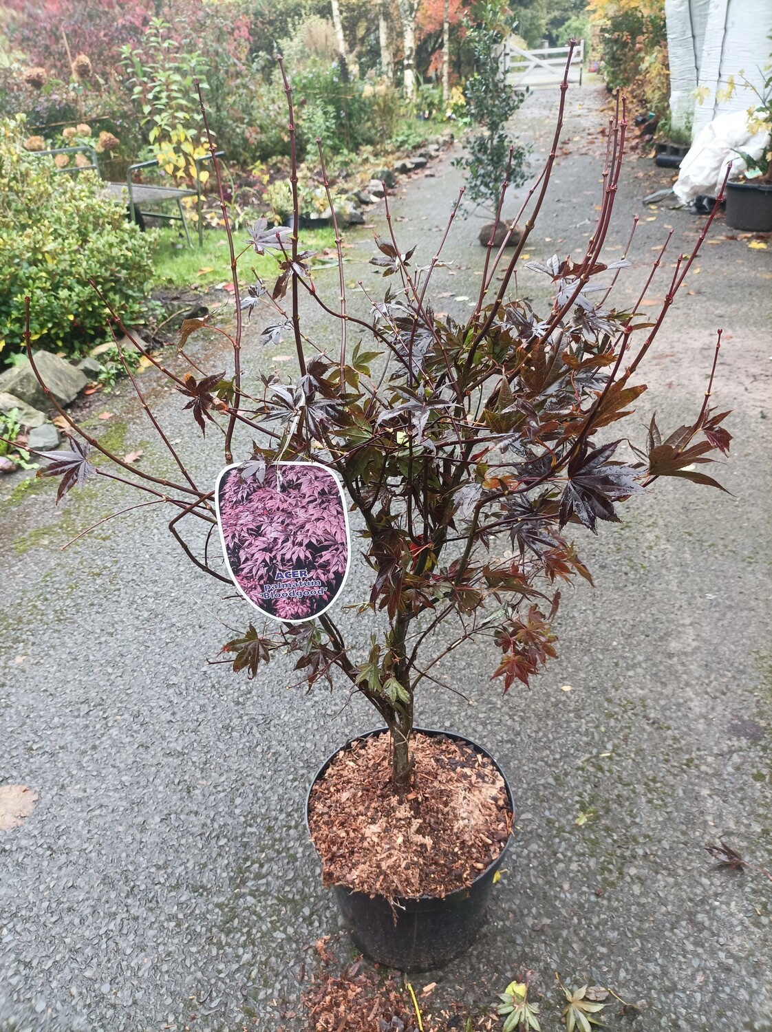 Japanese Maple - Acer Bloodgood Deep Red - Approx 150cm