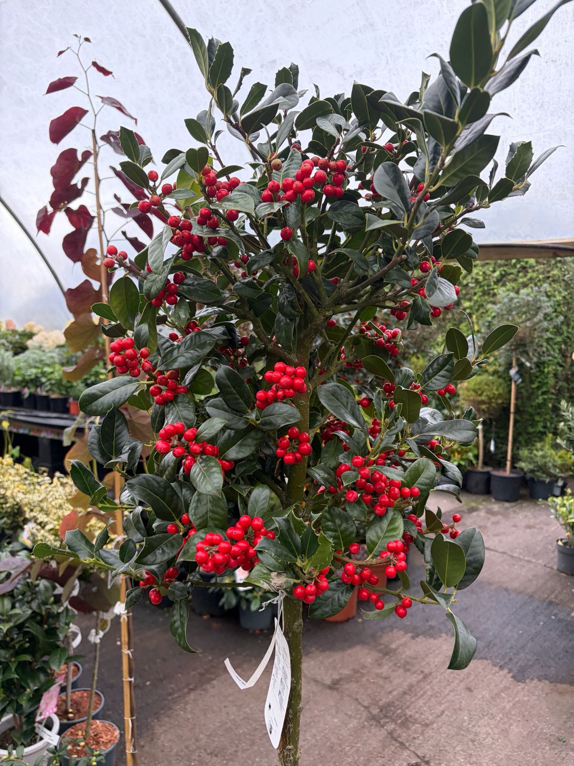 Holly Box ,Ilex aq. 'JC Van Tol ♦️Red Diamond ' Small tree for pots or beds . Extra Strong Bushy Plants . Self Pollinators..reliable set of berries every year