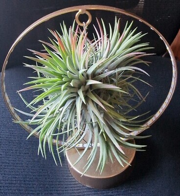 Air Plants on Stand with lights ,Airplant (Gold Stand)strong air plant on frame with lights