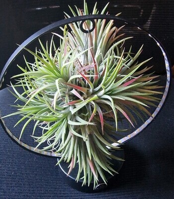 Airplant /on stand ..plus lights Airplant (Black Stand) strong air plant on frame with lights Air Plants Air Plant