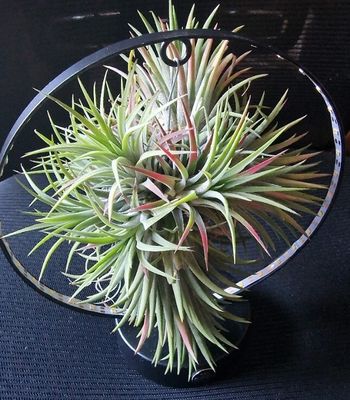Airplant /on stand ..plus lights Airplant (Black Stand) strong air plant on frame with lights Air Plants Air Plant