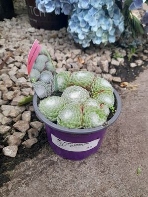 Sempervivum Arachnoideum ''Cob-webbed House Leek''