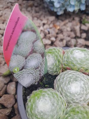 Sempervivum Arachnoideum ''Cob-webbed House Leek''