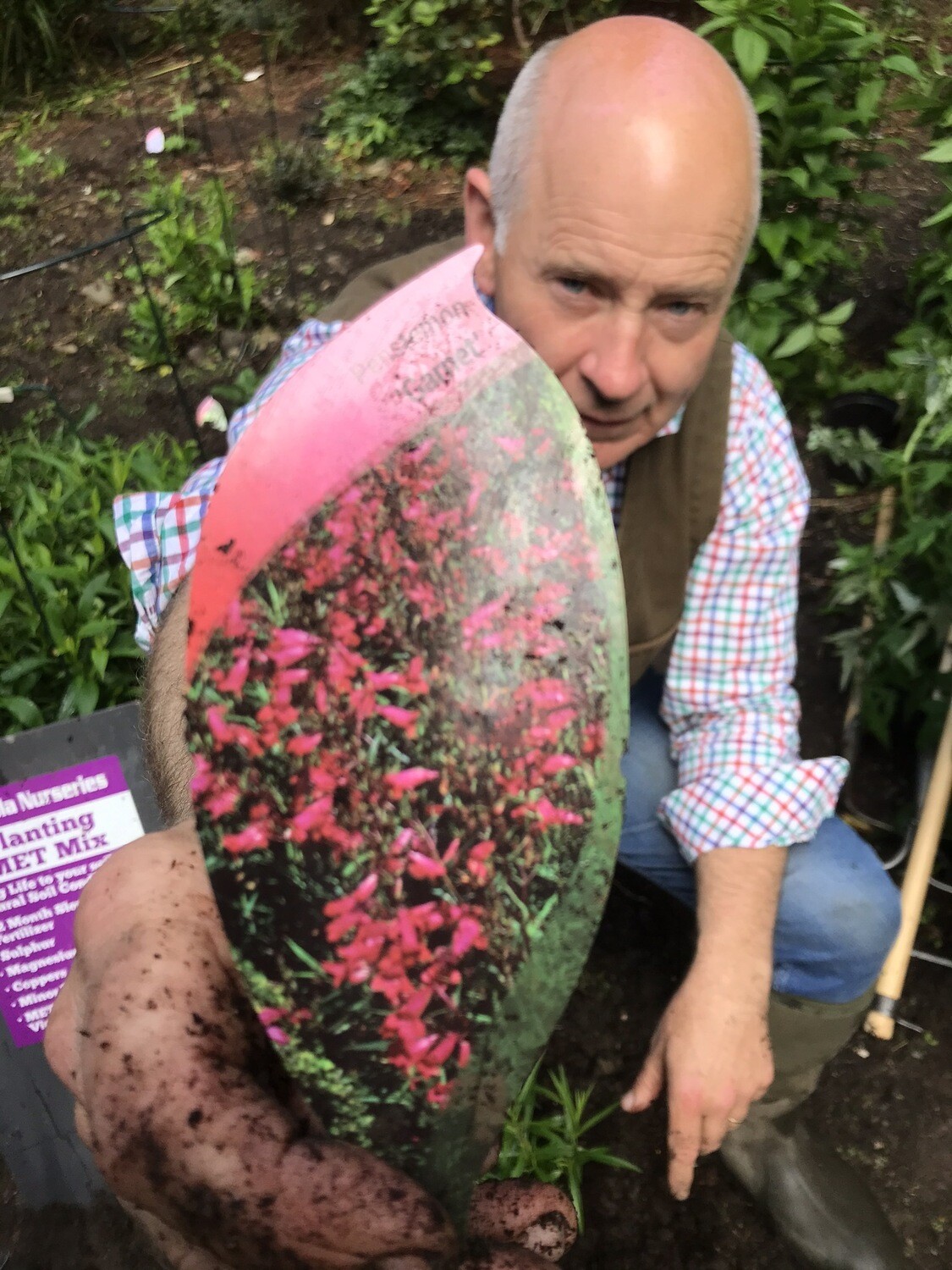 PENSTEMON GARNET semi evergreen perennial. Red tubular to bell like flowers from June until October. Good in sun or half shade . Planting time is from now!