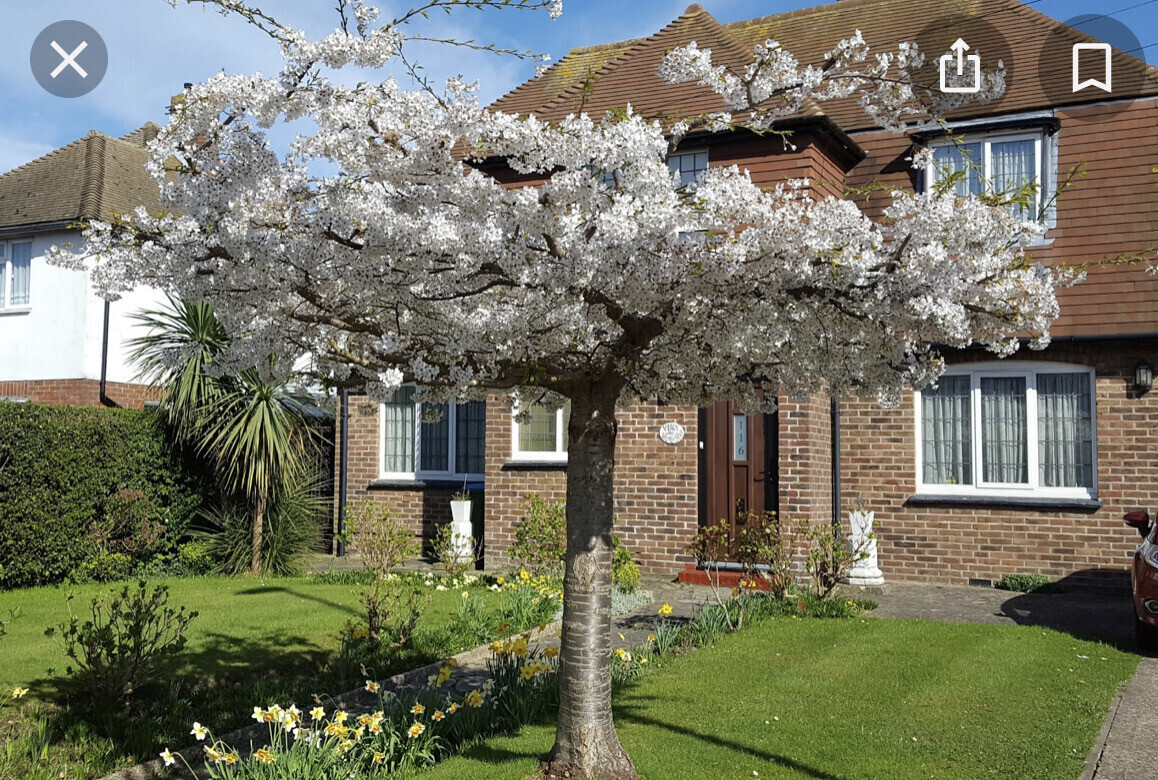 PRUNUS Shirotae the flat topped flowering cherry, perfect tree to put a seat under! Extra strong tree
