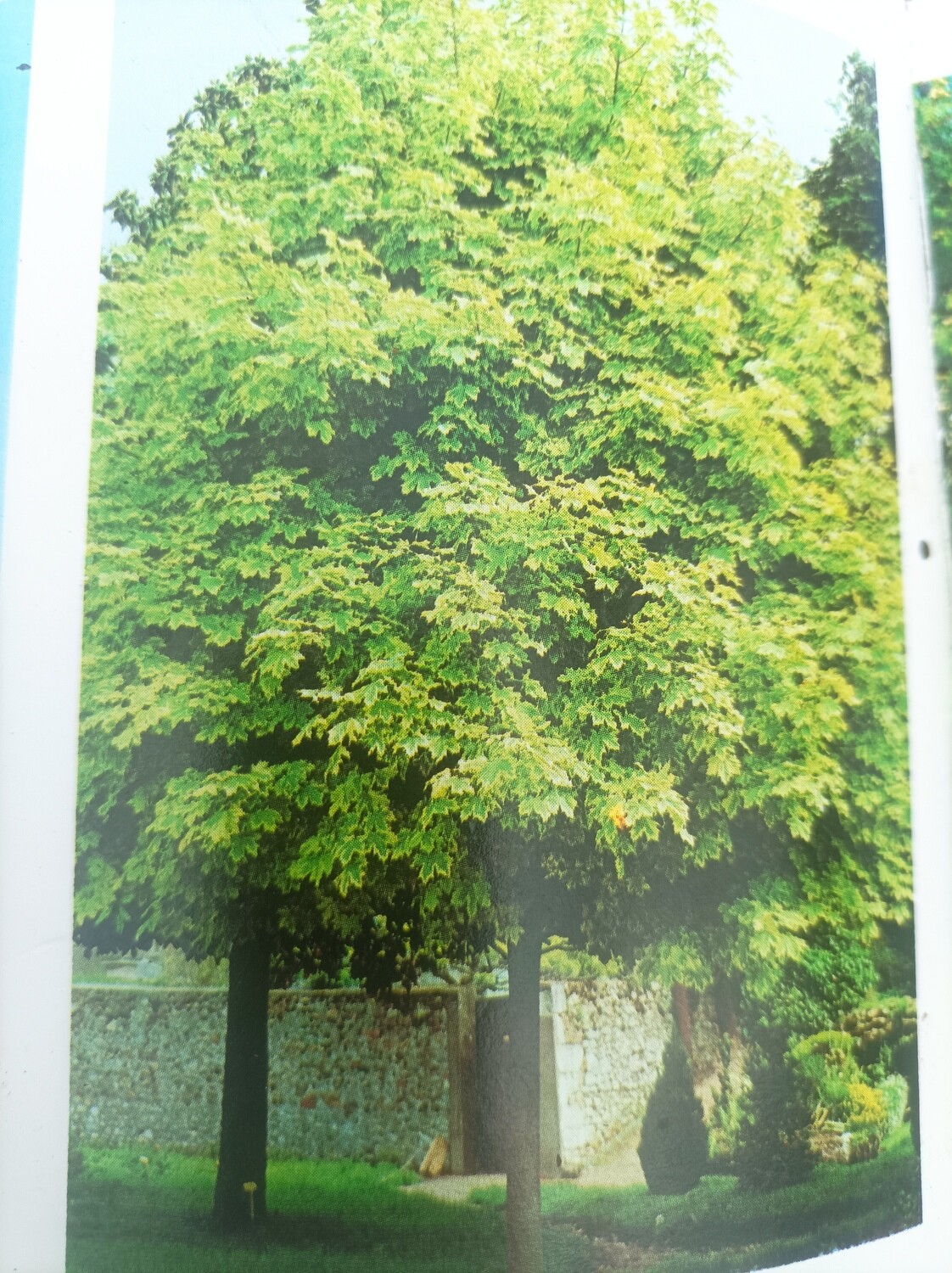 Acer Drummondii - Extra Gold - Norway Maple Larger Size