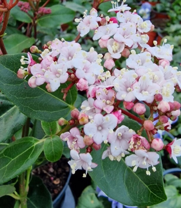 Viburnum Gwenllian ,Tough hardy and evergreen .Flowers November to April. Perfect in pots and beds.Pink/burgundy buds open to white flowers with a hint of pink .
