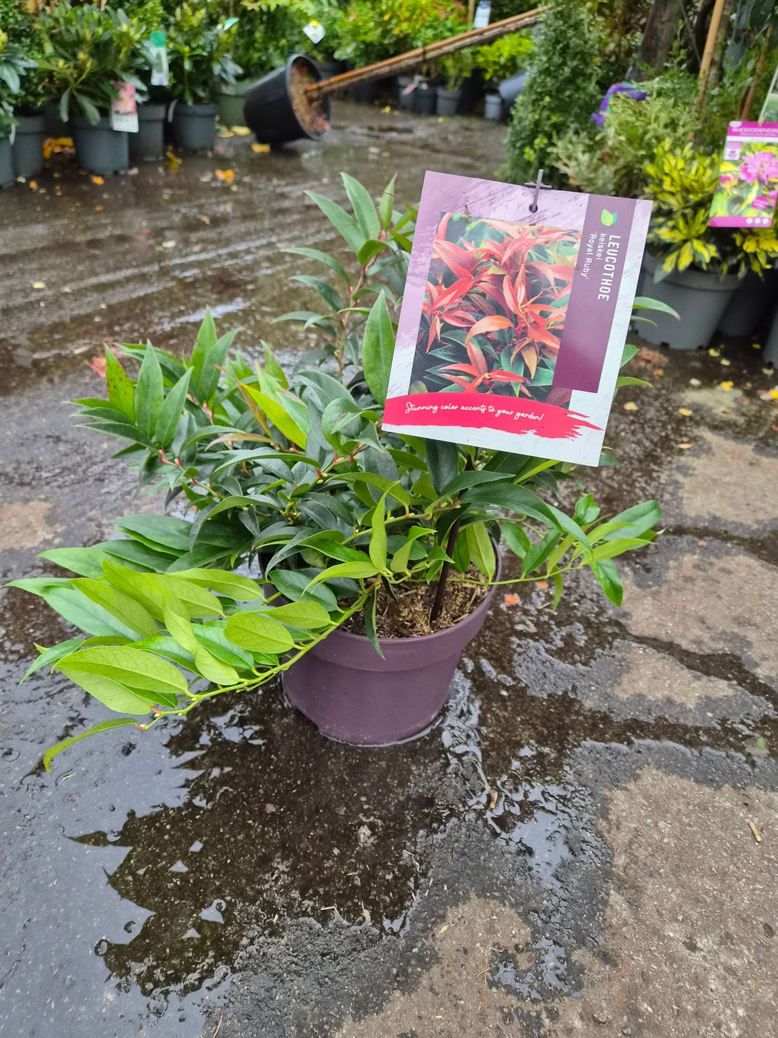 Leucothoe- Royal Ruby