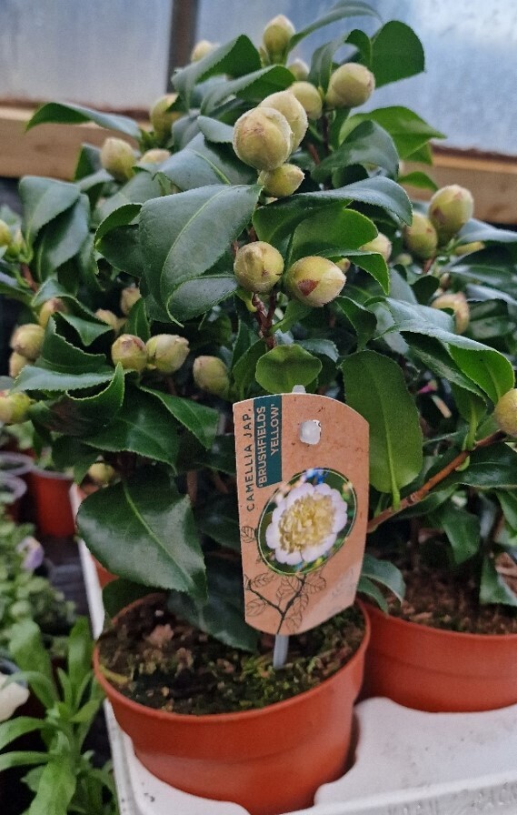 Camellia - Brushfields Yellow