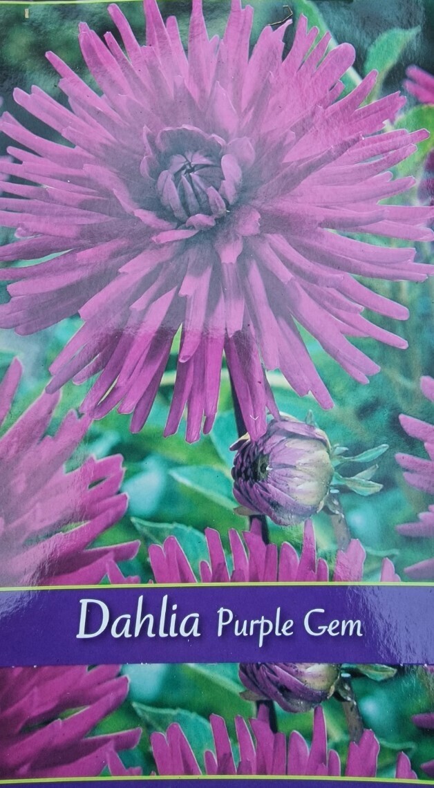 1 DAHLIA -Purple Gem