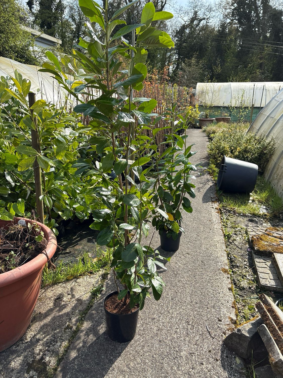 Laurel Hedging - 5ft Approximately - strong bushy plants
