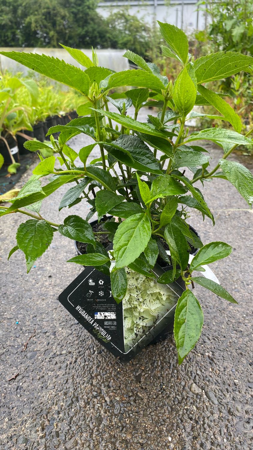 Hydrangea SKYFALL flowers for months enormous white flowers in summer /early autumn. Prune hard in early March and fertilise with FLOWER MAX for best results .Bushy 50cm pruned back ready to plant