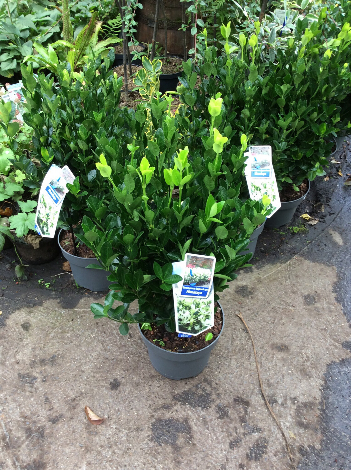 Euonymus “Himalaya”