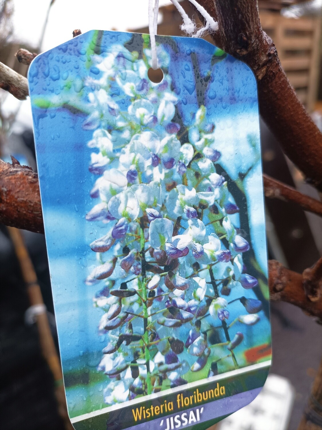 Tree Form Wisteria - Jissai