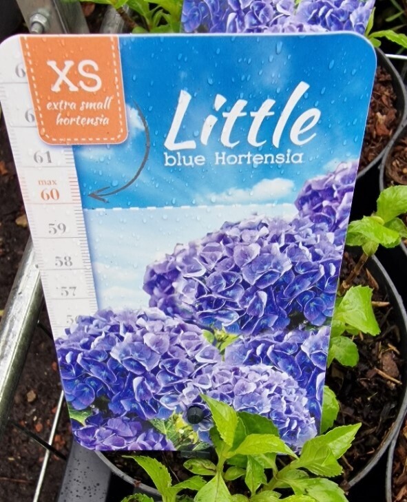 Dwarf ,Little Hydrangea- ''Little Blue' Apply Blueing Powder occasionally for best results