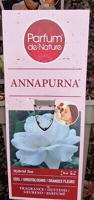 Fragrant Rose -Anna Purna