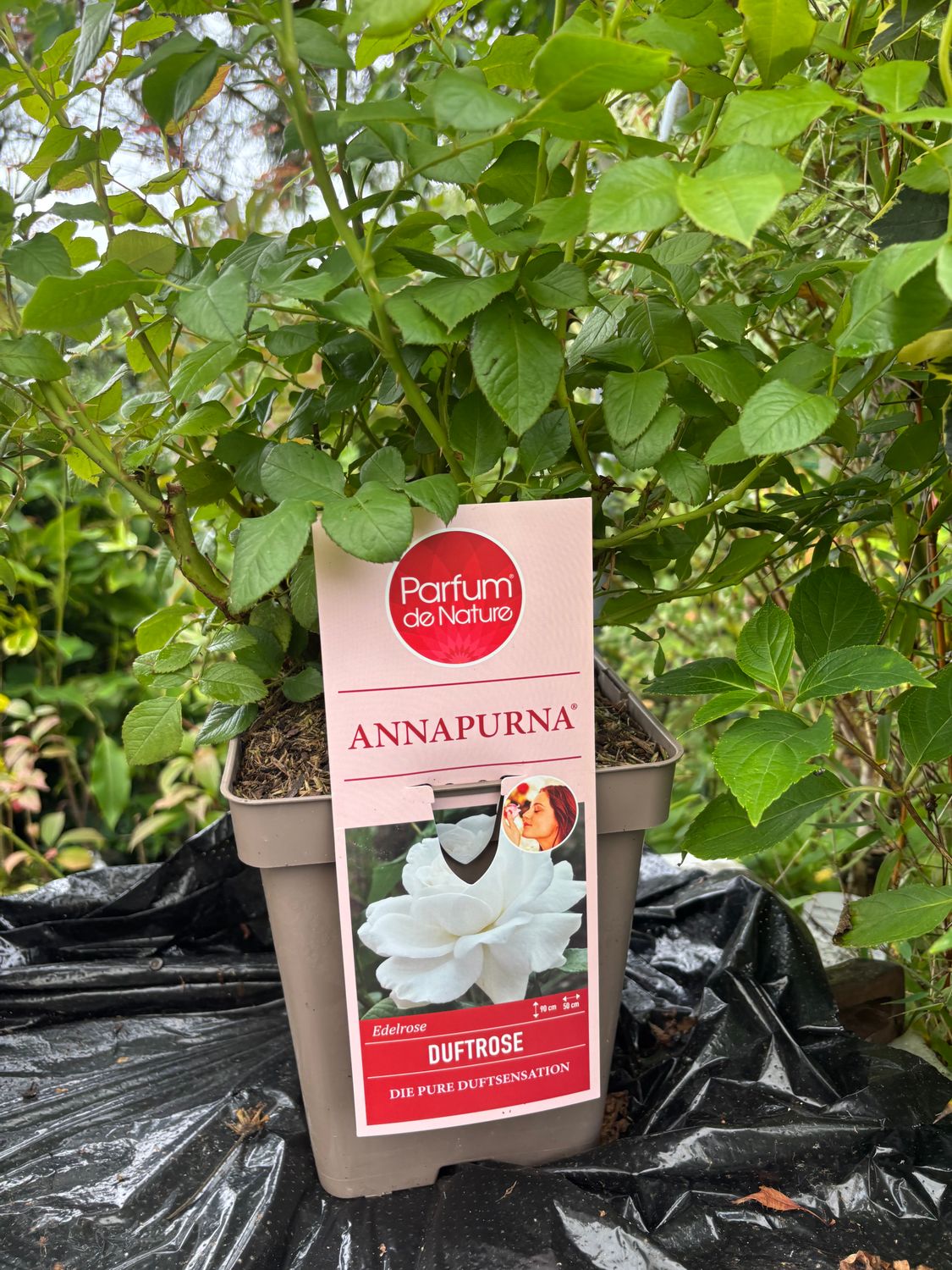 Fragrant Rose - AnnaPurna