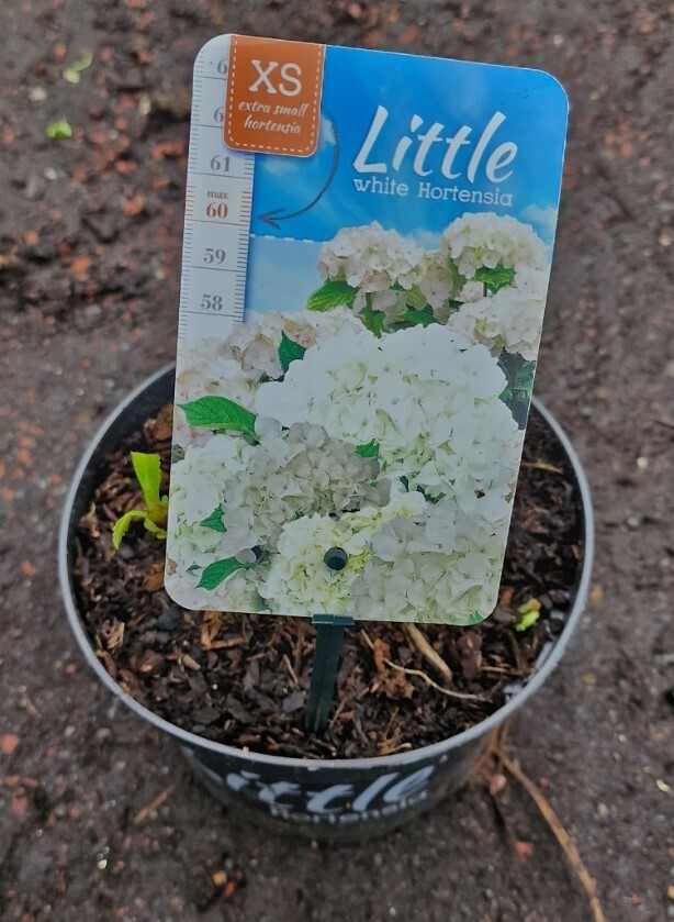 Dwarf Little Hydrangea- ''Little White'' Dwarf Little Hydrangeas only grow 2ft (60cm) and flower from June until October Planting time is from now in pots or beds