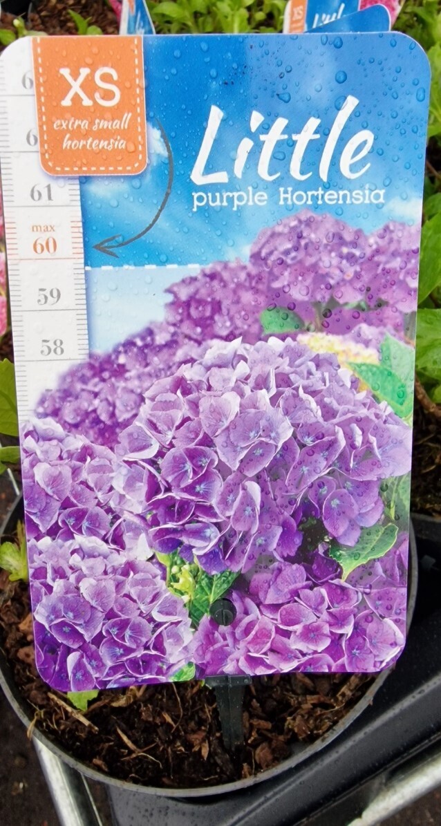 Dwarf Little Hydrangea- ''Little Purple''Apply Blueing Powder occasionally for best results Dwarf Little Hydrangeas only grow 2ft (60cm) and flower from June until October Planting time is from now!