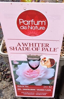 Fragrant Rose 'A Whiter Shade of Pale'