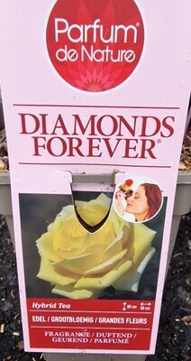 Fragrant Rose 'Diamonds Forever'''