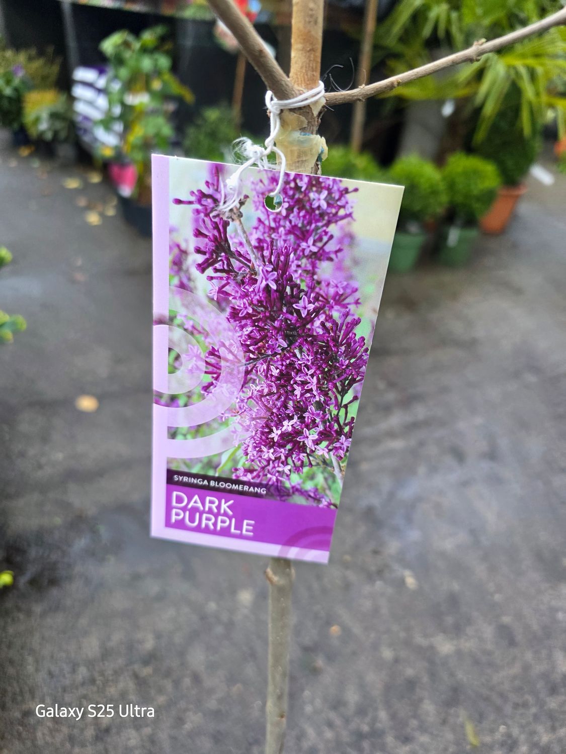 Lilac Bloomerang BLOOMERANG “Dark Purple “ ,Tree Form ..flowers from June until October Very Fragrant..for pots or beds Strong Size .