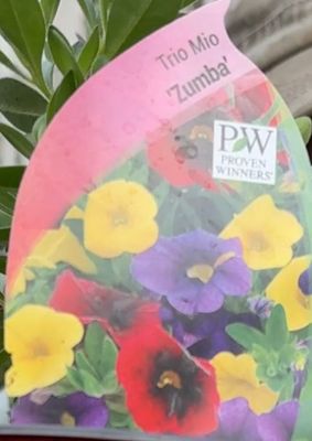 Trio Mio Zumba Three Super Bells (red ,yellow and purple) in one pot for months for non stop colour. Perfect to fill out quickly in a hanging basket or pot Trio Mio Zumba Three Super Bells (red ,yellow and purple) in one pot for months for non stop colour. Perfect to fill out quickly in a hanging basket or pot