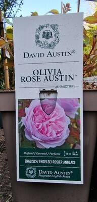 David Austin Rose - OLIVIA AUSTIN