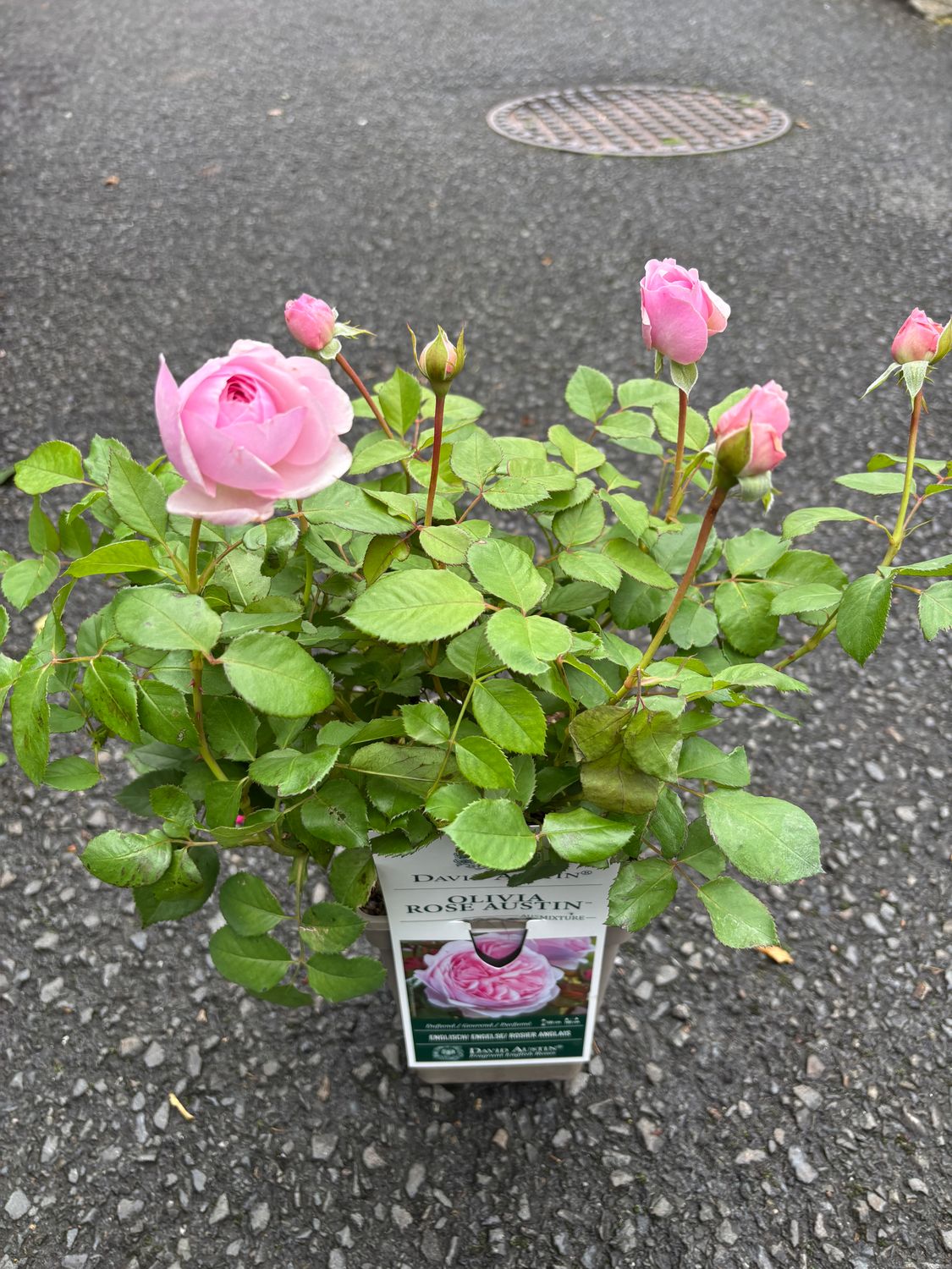 David Austin Rose - ''OLIVIA''