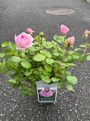 David Austin Rose - OLIVIA AUSTIN