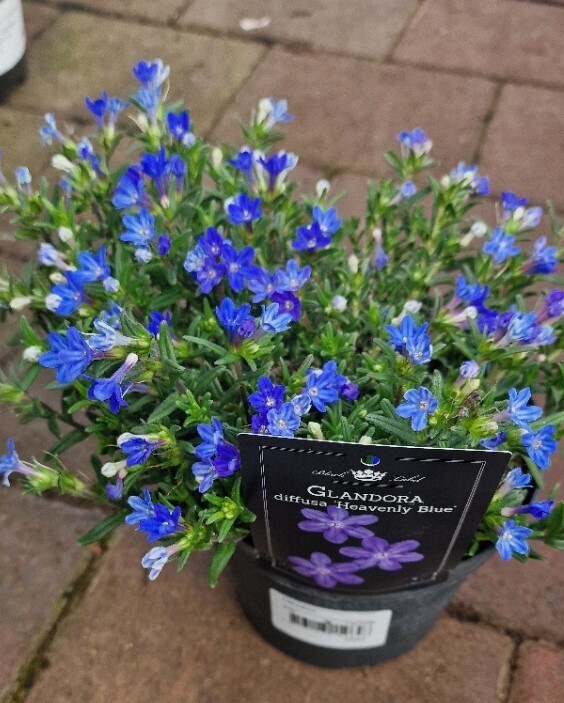 Lithodora “Heavenly Blue”” flowers for months and lasts for years
