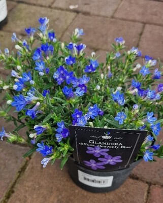 Lithodora “Heavenly Blue”” flowers for months and lasts for years