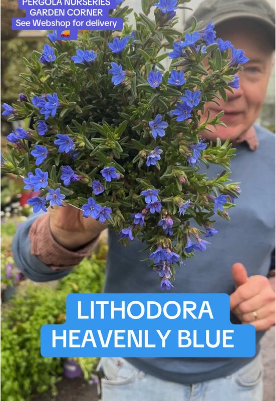 Lithodora “Heavenly Blue”” flowers for months and lasts for years
