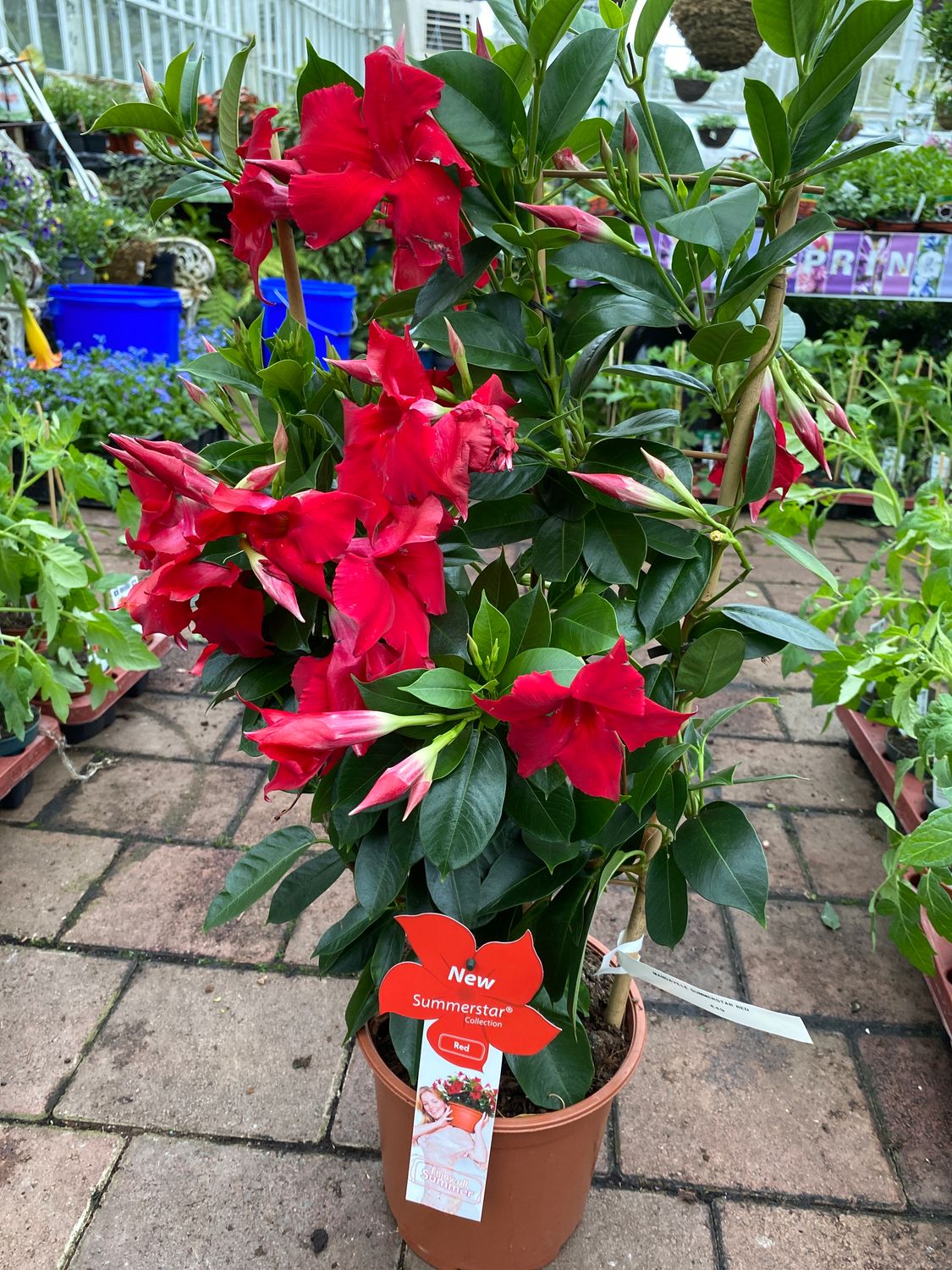 Mandaville 'Summerstar Red'