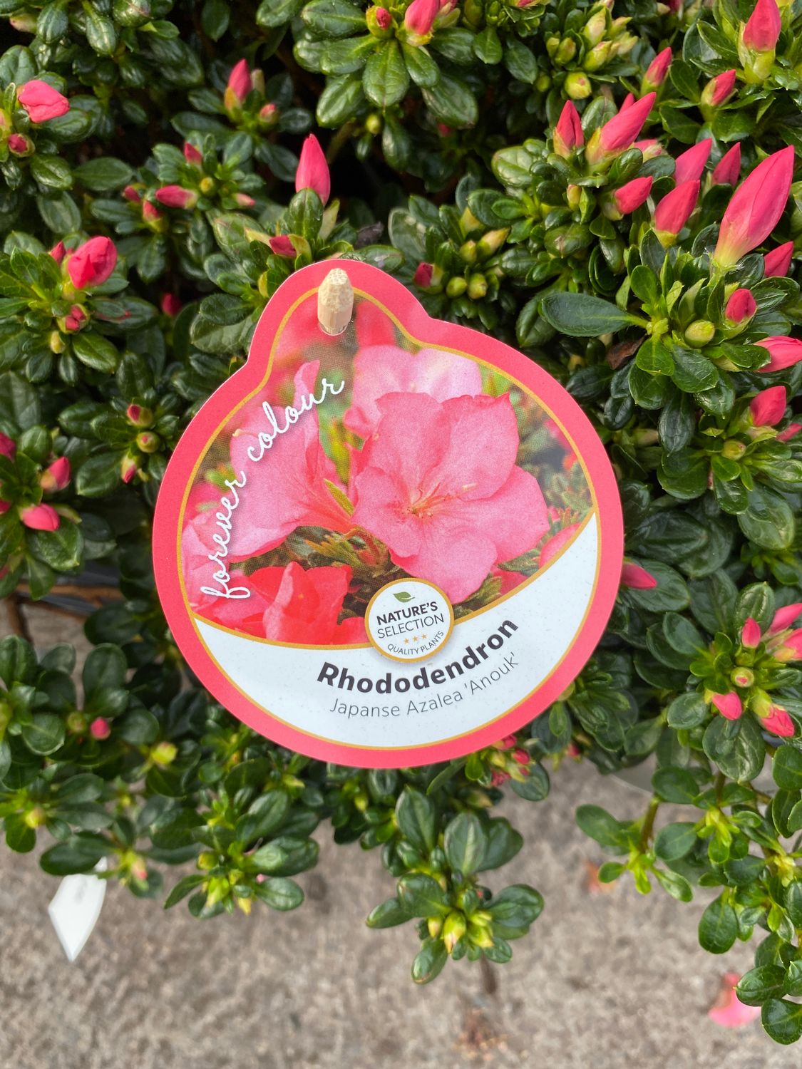 Azalea Japonica - “Anouk”Japanese Azalea