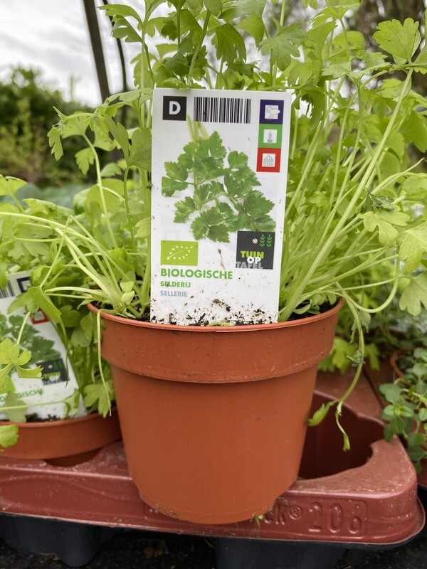 PARSLEY