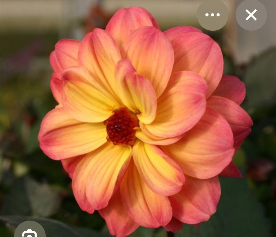 Dwarf Dahlia Magic Fantasy for pots beds and rockeries. Flowers from May until October