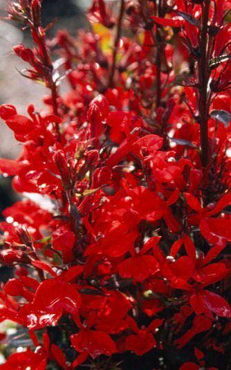 Lobelia Fan Scarlett Scarlett flowers for months over colourful foliage Hardy and lasts for years. Good In pots or beds.