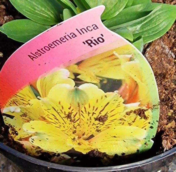 Alstromeria Princess Lily Rio