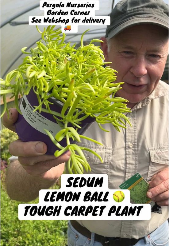 Sedum Lemon Ball ,Golden Ball ..loves spreading on banks or spilling over walls and kerbs . Bright golden foliage and months of yellow flowers