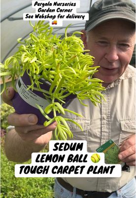 Sedum Lemon Ball ,Golden Ball ..loves spreading on banks or spilling over walls and kerbs . Bright golden foliage and months of yellow flowers