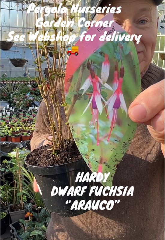 Fuchsia- ''Arauco'' Hardy dwarf fuchsia for pots or beds .