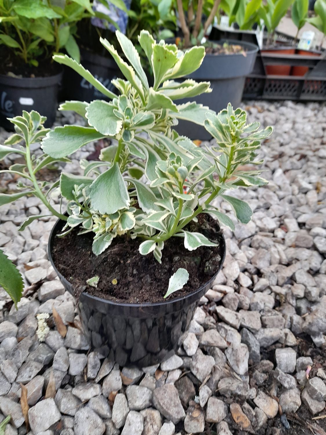 SEDUM-'' Atlantis''