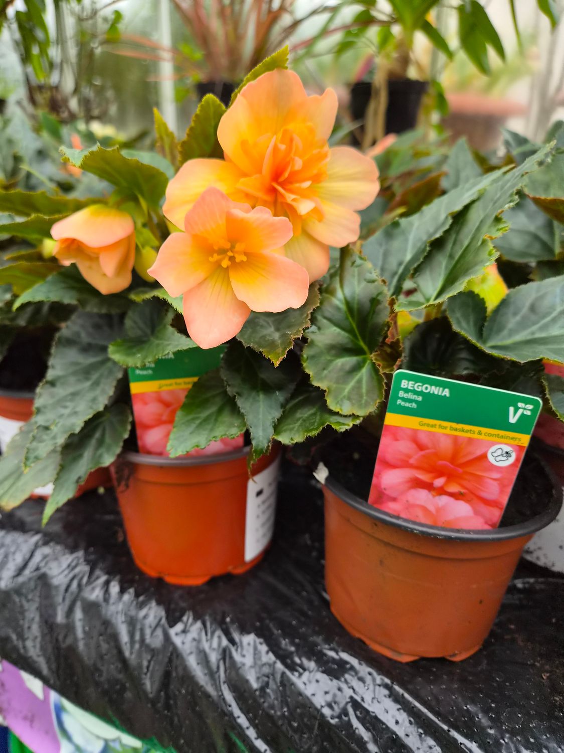 Begonia Bellina Peach - Non-stop peach flowers until October - perfect for pots, hanging baskets and containers.