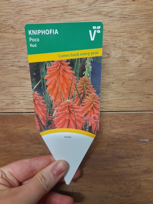 Kniphofia 'Poco Red' A compact perennial producing spires of continuous red flowers. Winter hardy and lasts for years.