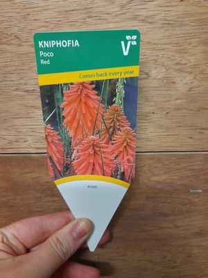 Kniphofia 'Poco Red'